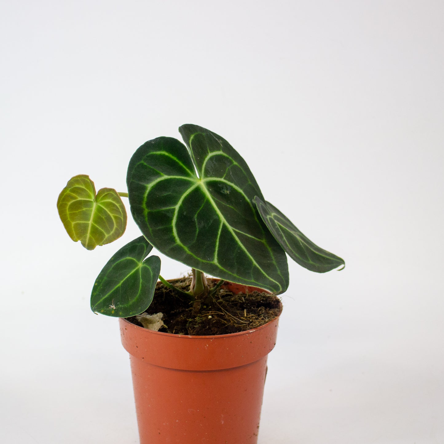 Anthurium Clarinvervium 12cm H35cm