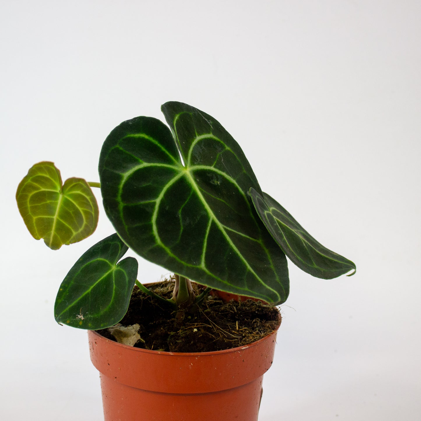 Anthurium Clarinvervium 12cm H35cm