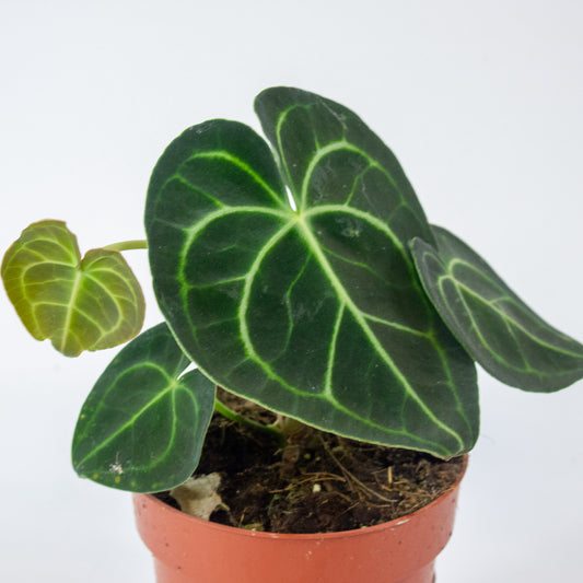 Anthurium Clarinvervium 12cm H35cm