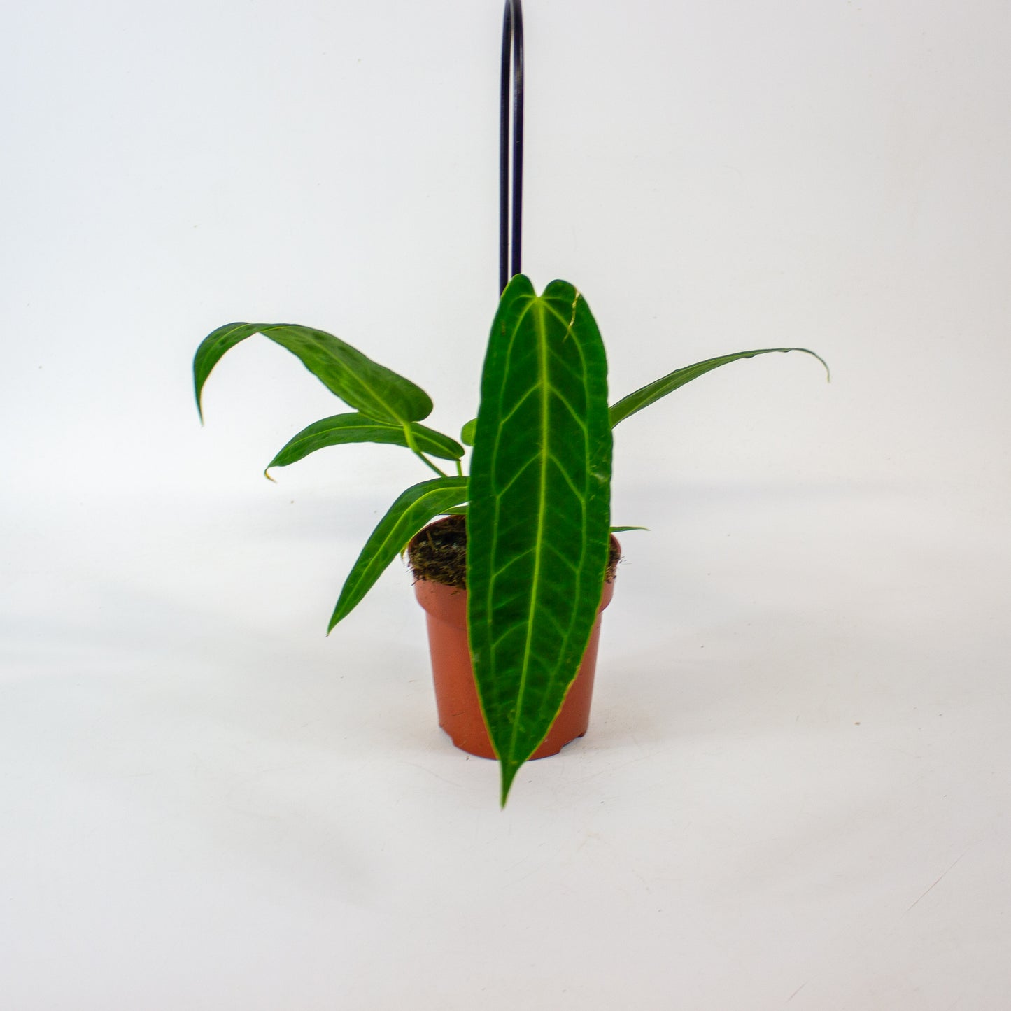 Anthurium Warocqueanum 12cm H45cm