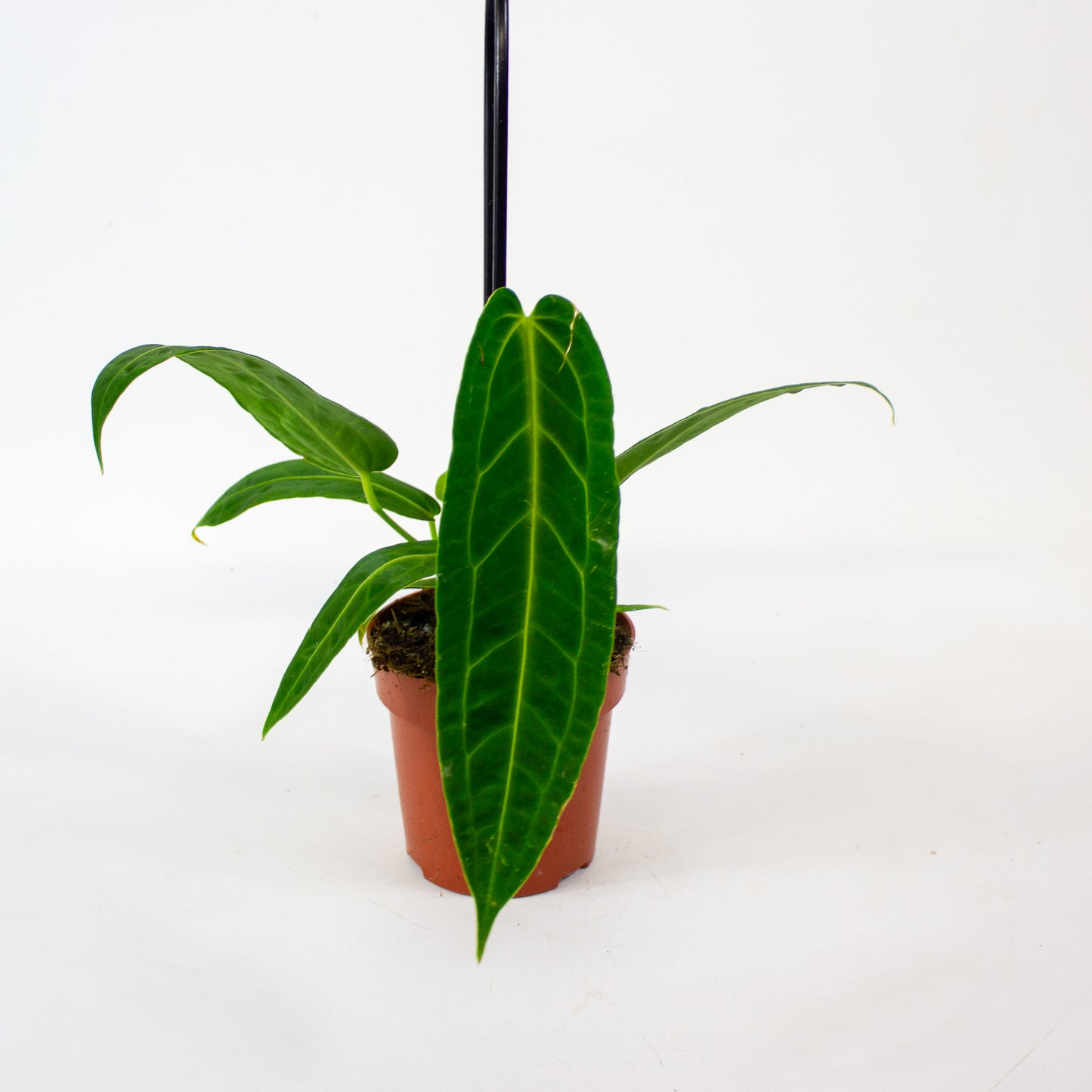 Anthurium Warocqueanum 12cm H45cm
