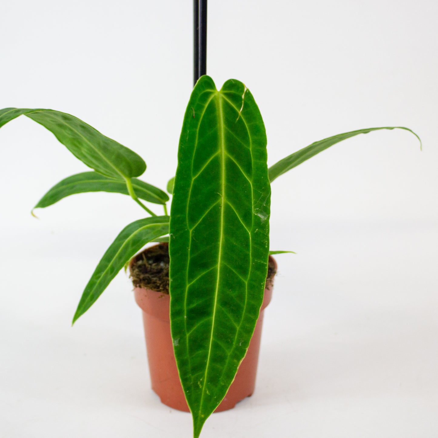Anthurium Warocqueanum 12cm H45cm