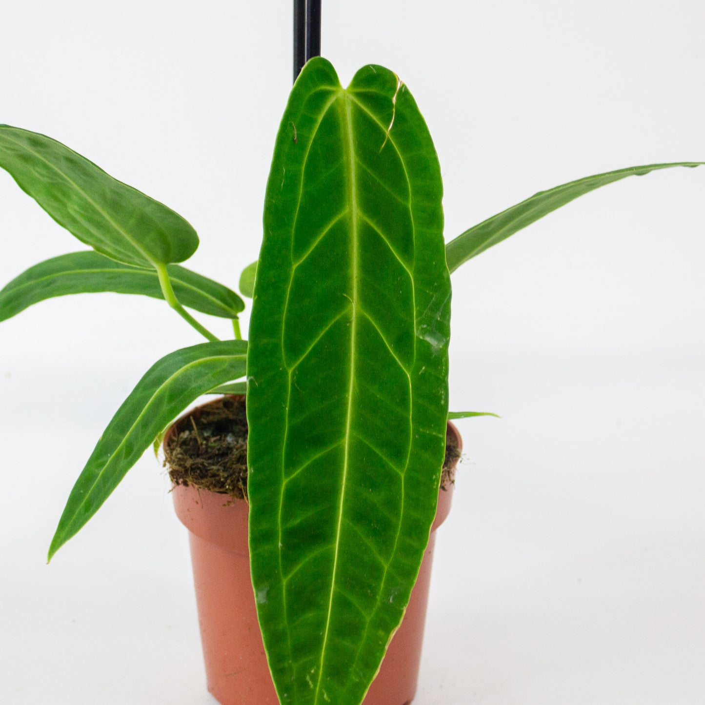 Anthurium Warocqueanum 12cm H45cm