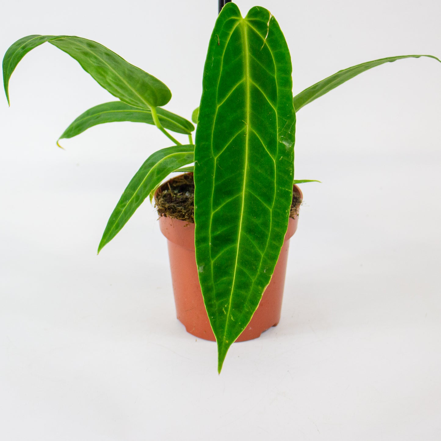 Anthurium Warocqueanum 12cm H45cm