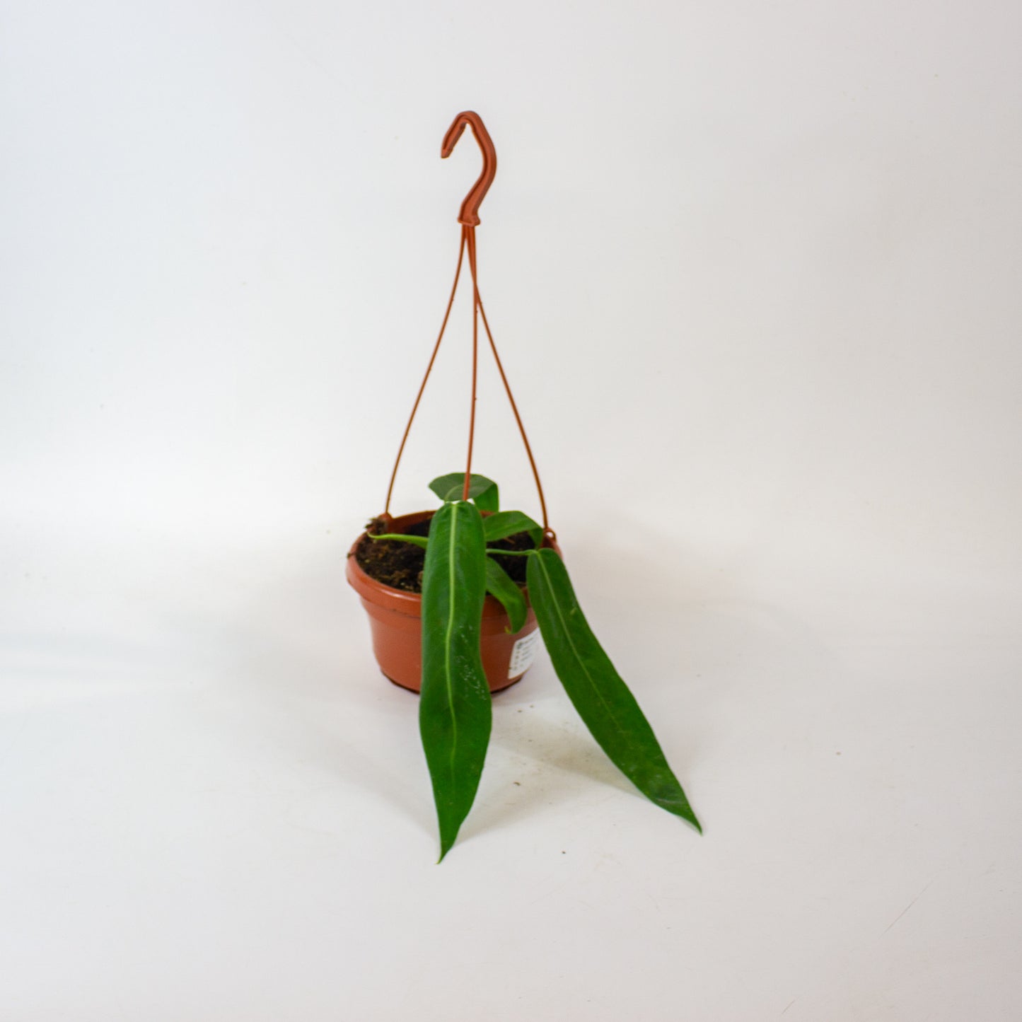 Anthurium pallidiflorum 14cm H15cm