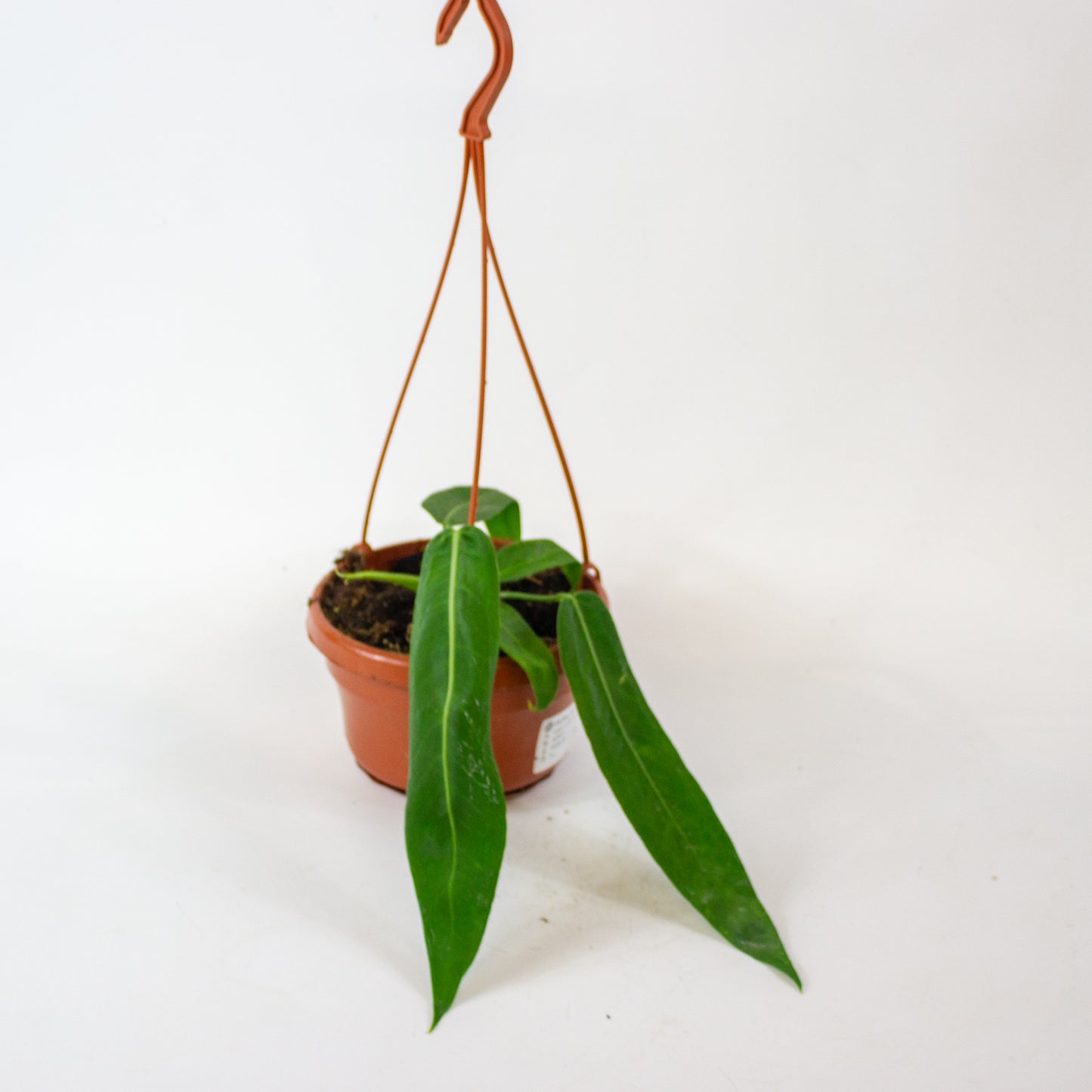 Anthurium pallidiflorum 14cm H15cm