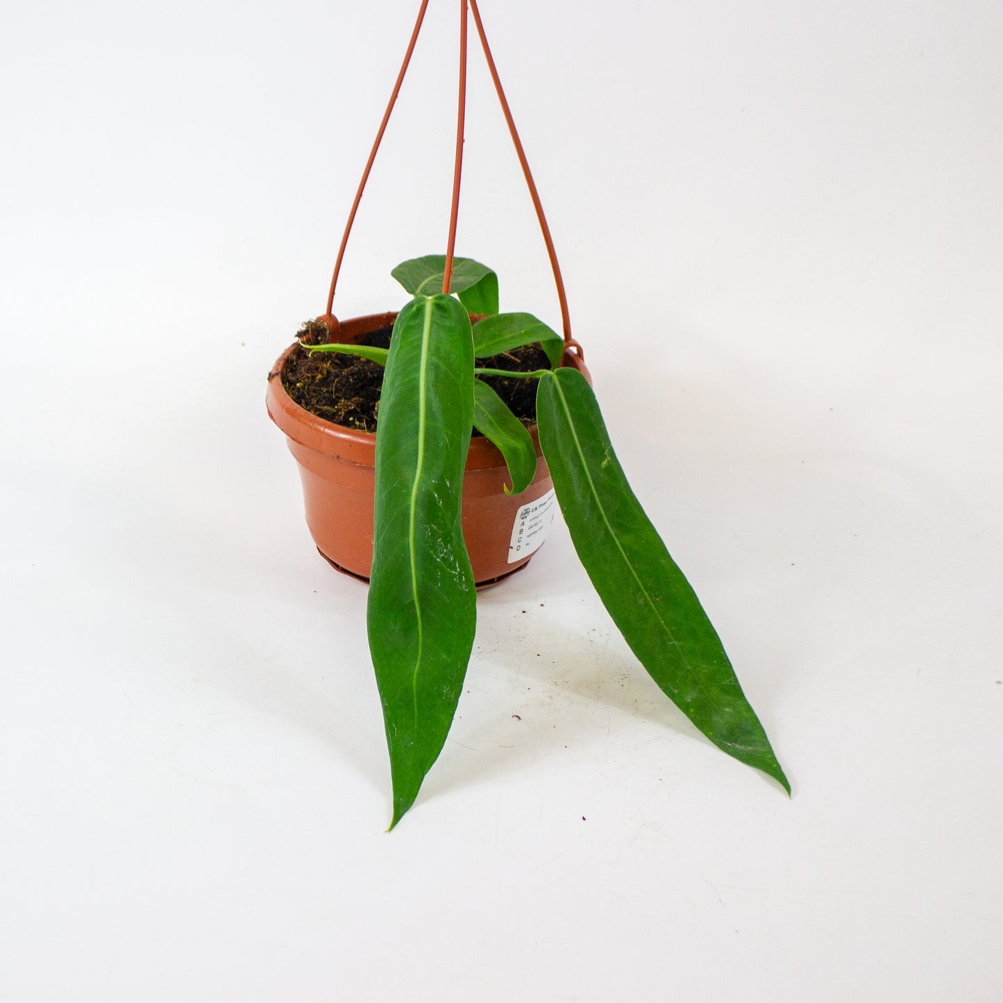 Anthurium pallidiflorum 14cm H15cm