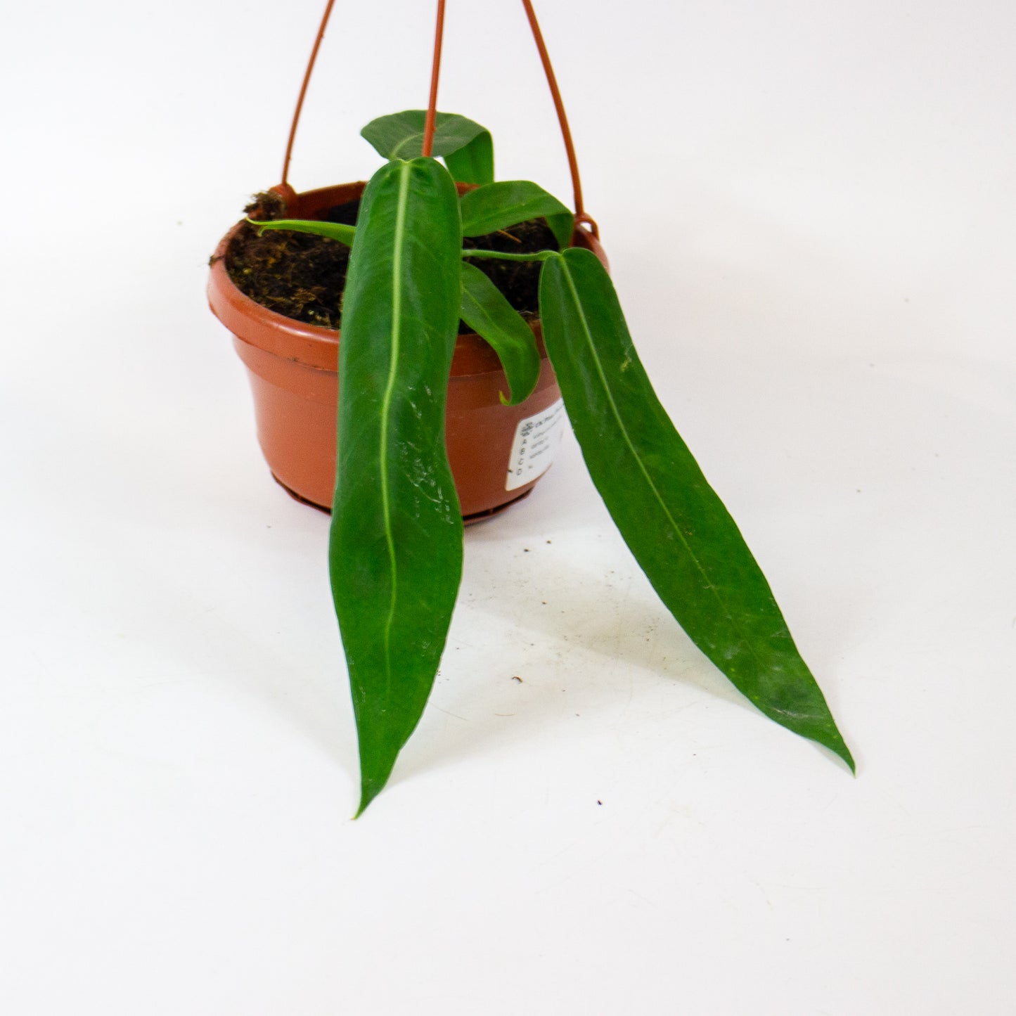 Anthurium pallidiflorum 14cm H15cm