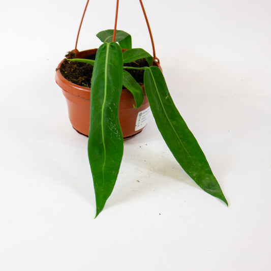 Anthurium pallidiflorum 14cm H15cm