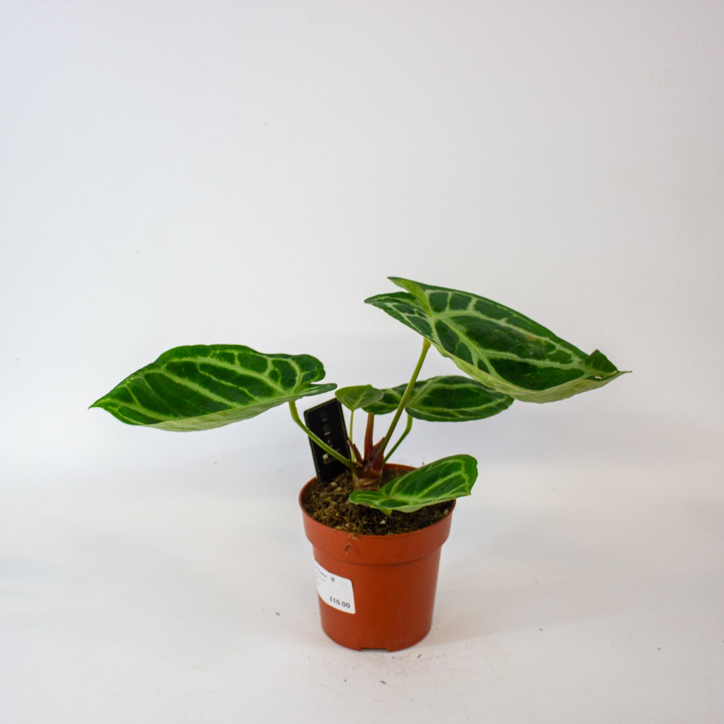 Anthurium Silver Blush 12cm H27cm