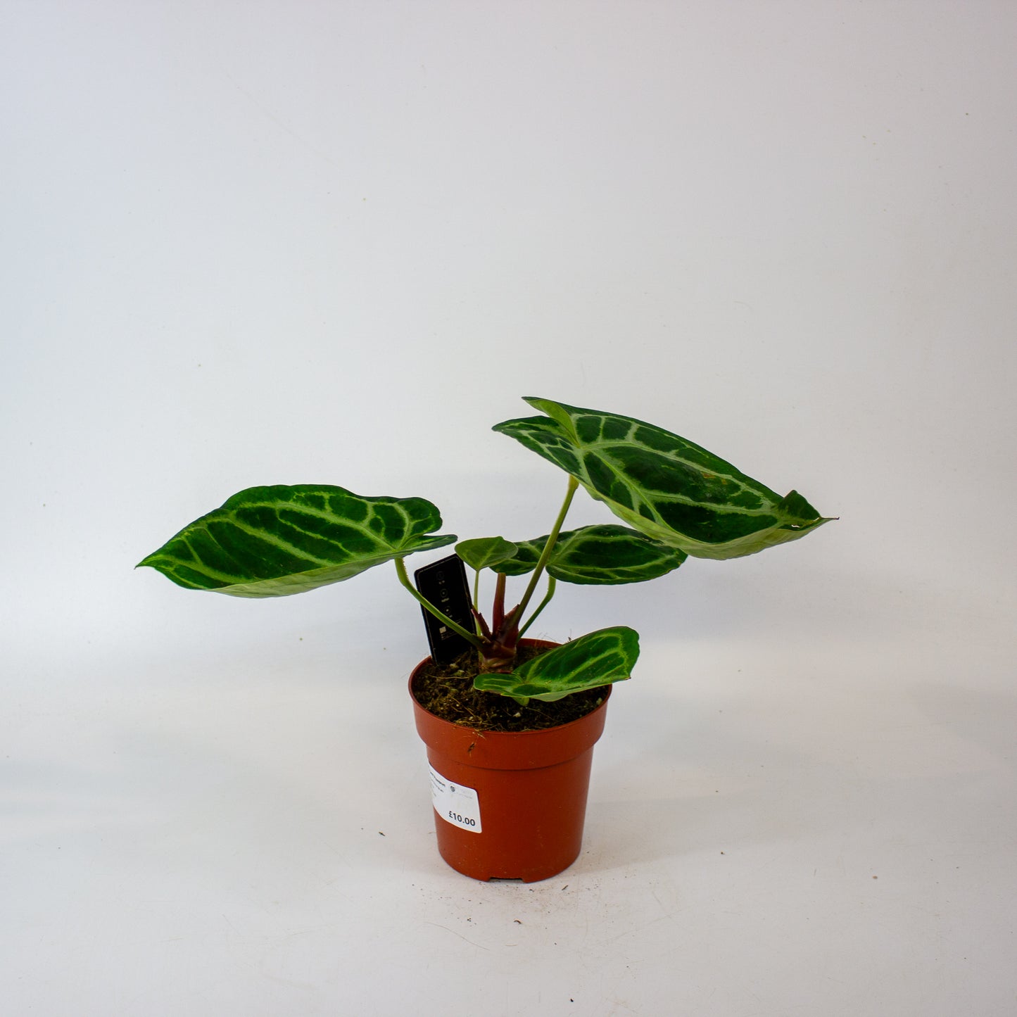 Anthurium Silver Blush 12cm H27cm
