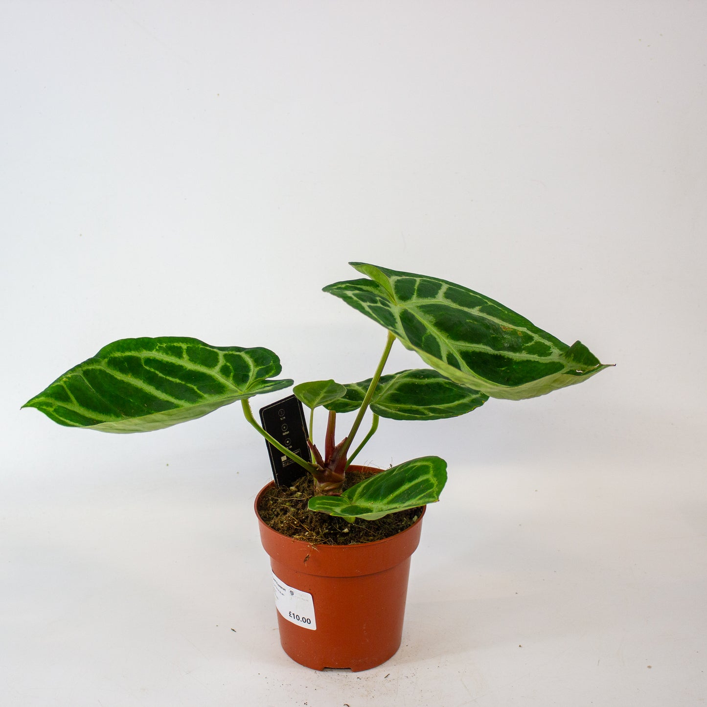 Anthurium Silver Blush 12cm H27cm