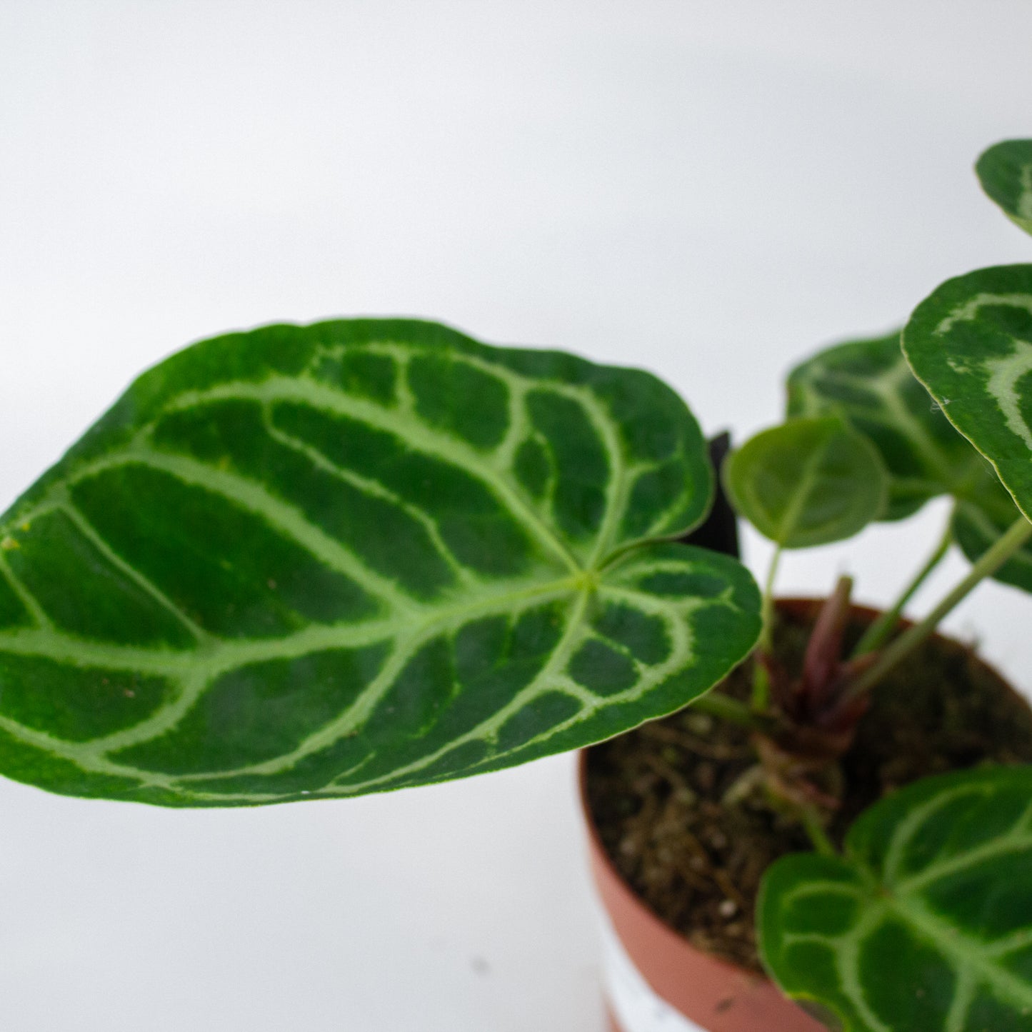 Anthurium Silver Blush 12cm H27cm