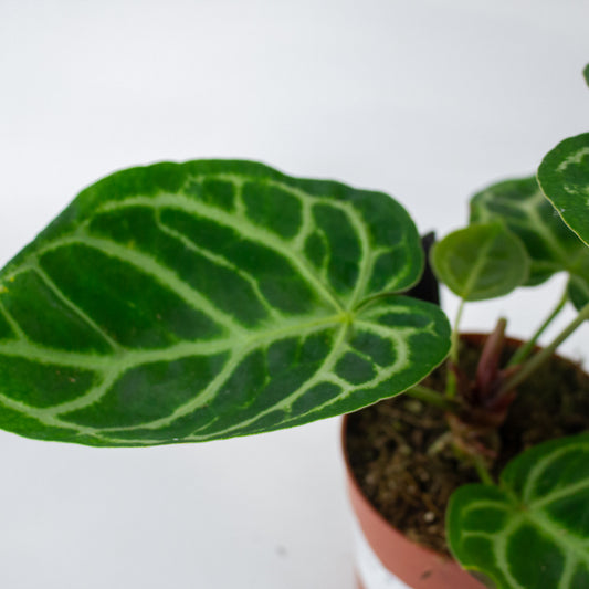 Anthurium Silver Blush 12cm H27cm