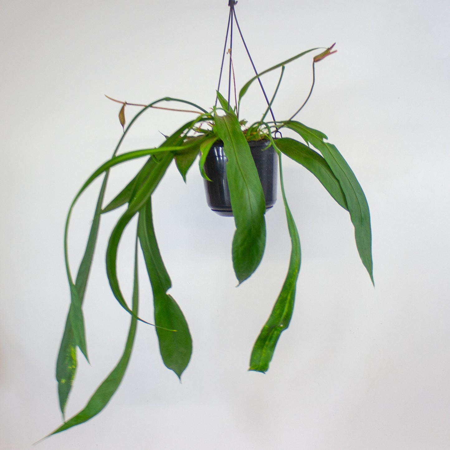 Anthurium vittariifolium 15cm H35cm