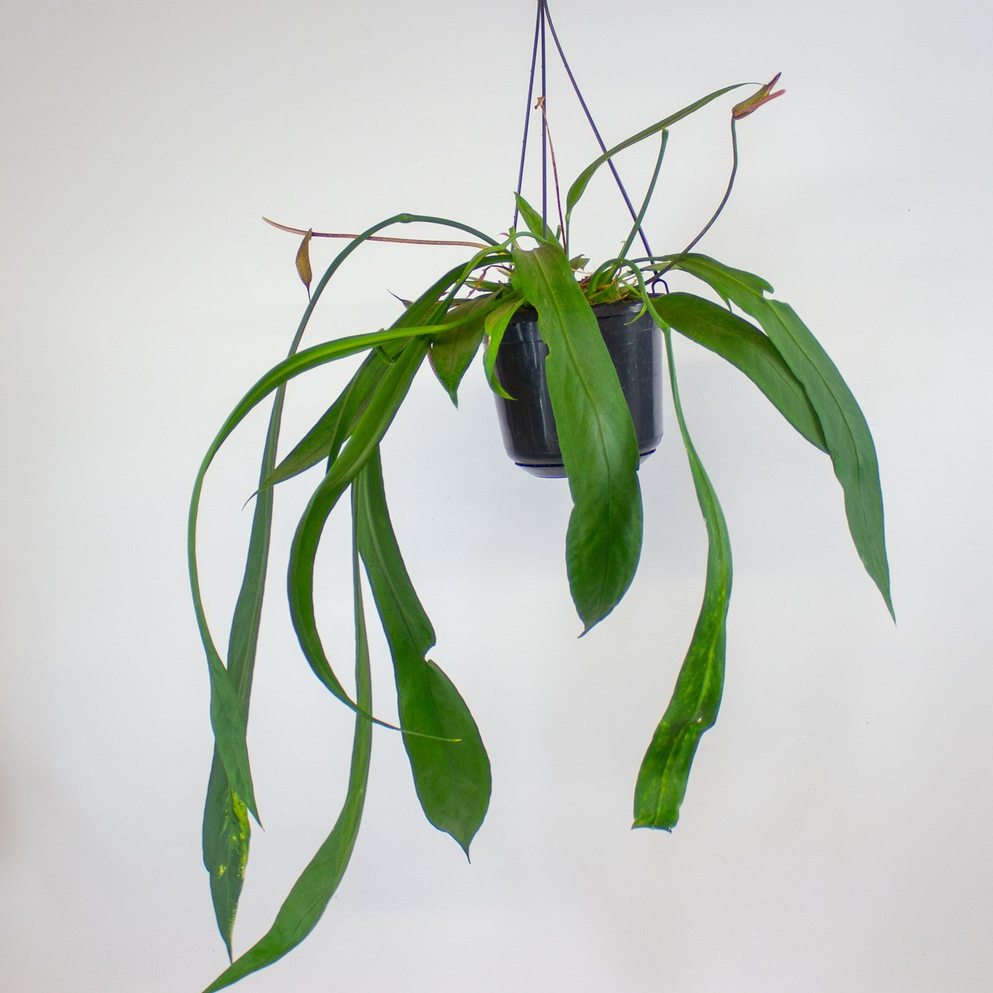 Anthurium vittariifolium 15cm H35cm