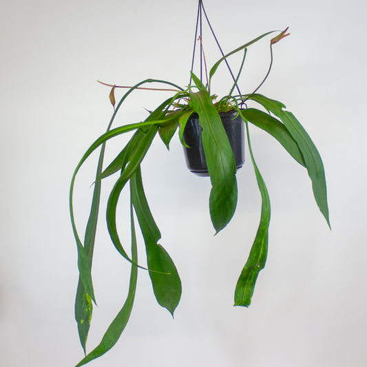 Anthurium vittariifolium 15cm H35cm