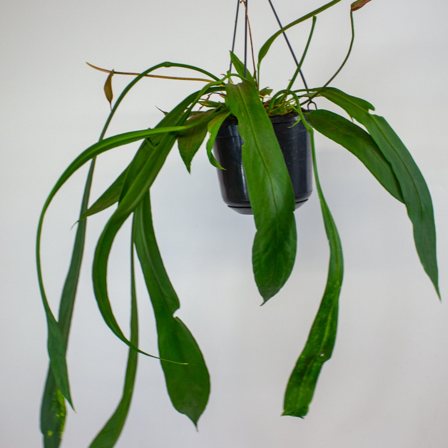 Anthurium vittariifolium 15cm H35cm