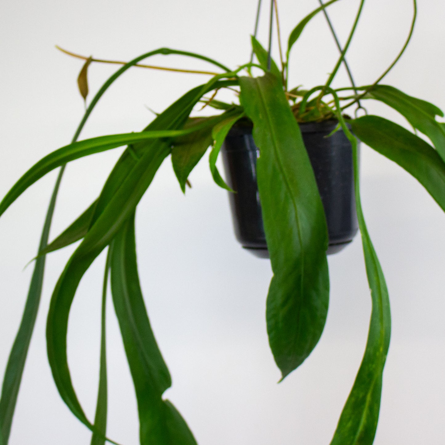 Anthurium vittariifolium 15cm H35cm