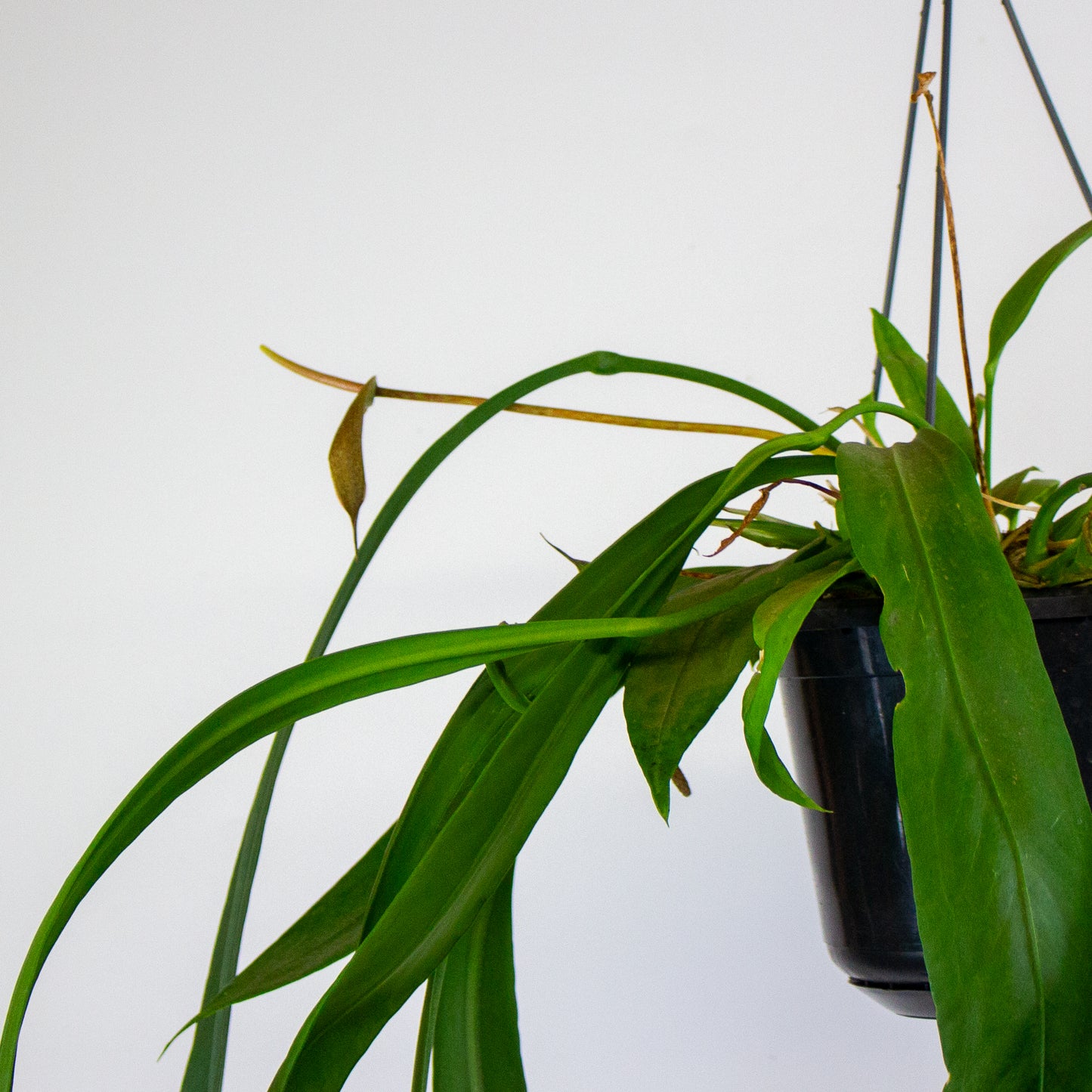 Anthurium vittariifolium 15cm H35cm
