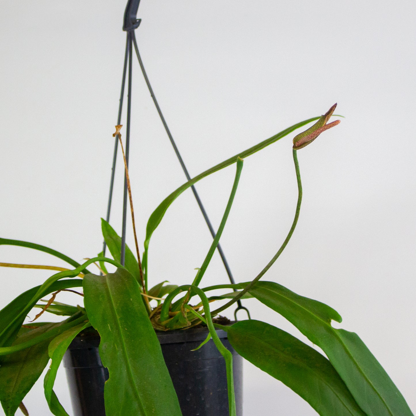 Anthurium vittariifolium 15cm H35cm