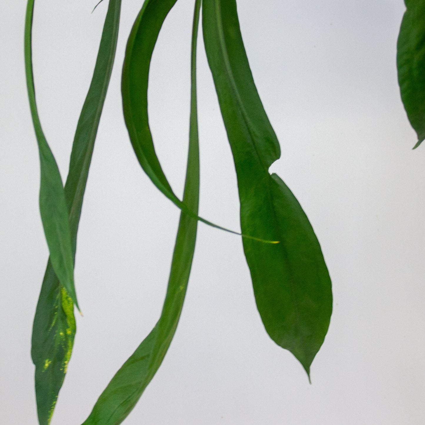 Anthurium vittariifolium 15cm H35cm