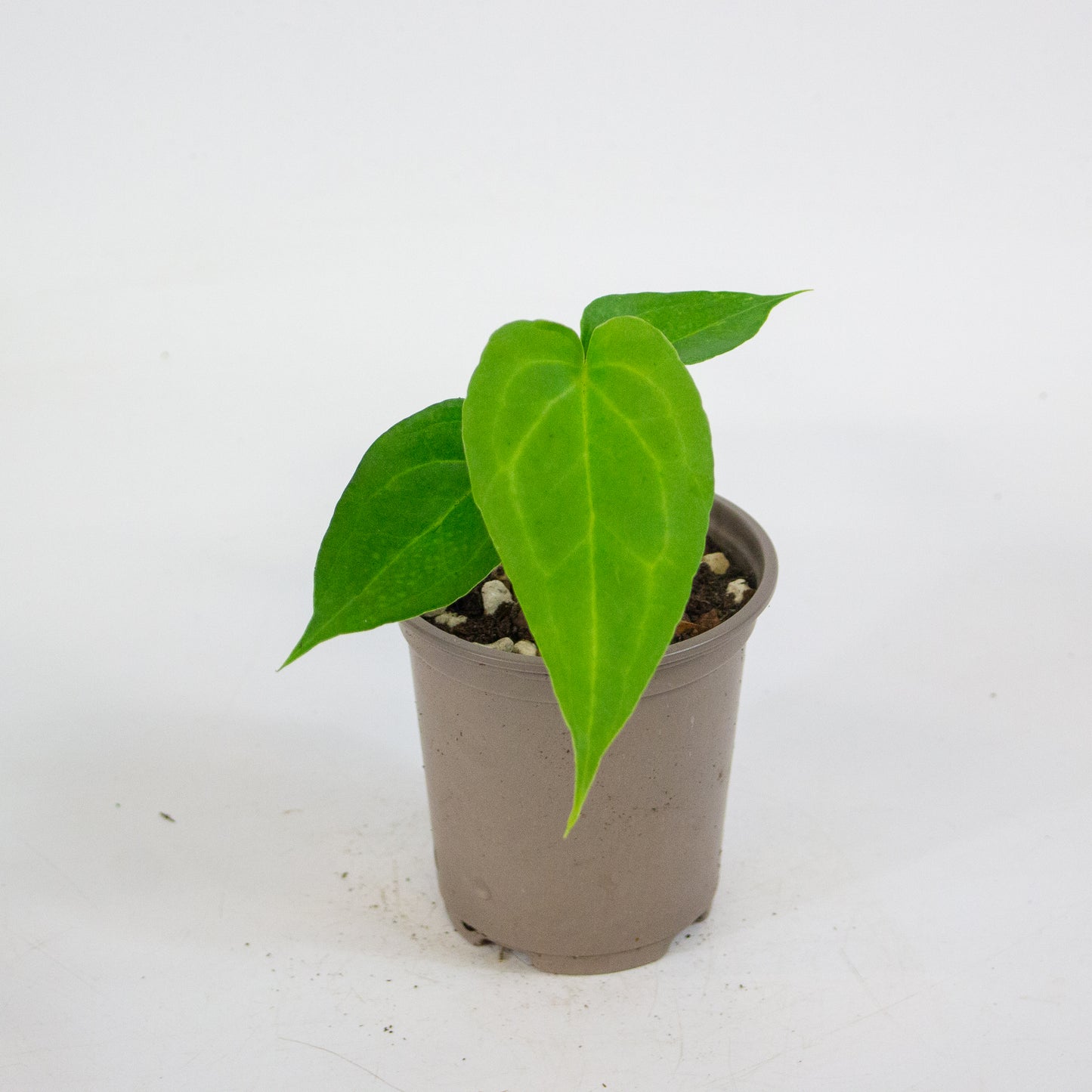 Anthurium Delta Force 9cm H15cm