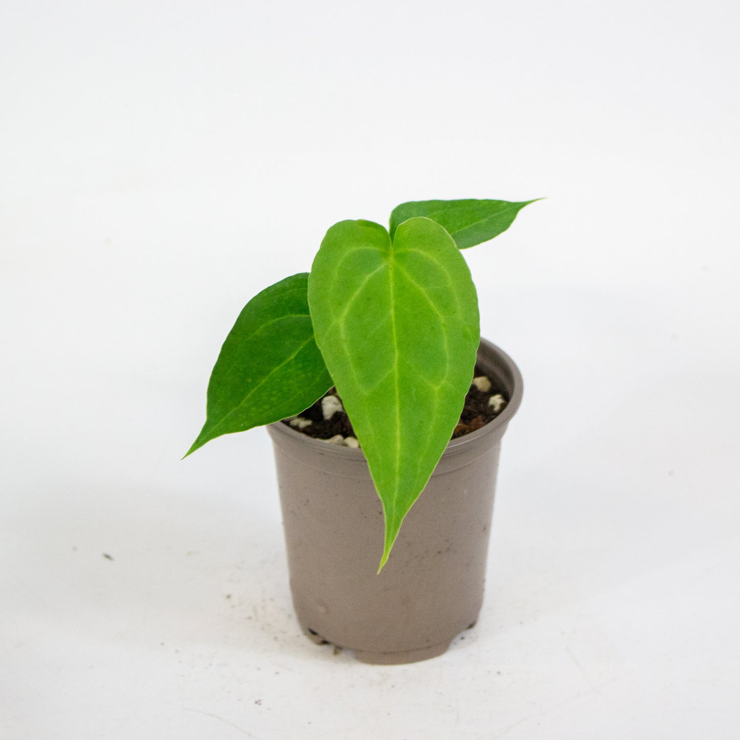 Anthurium Delta Force 9cm H15cm