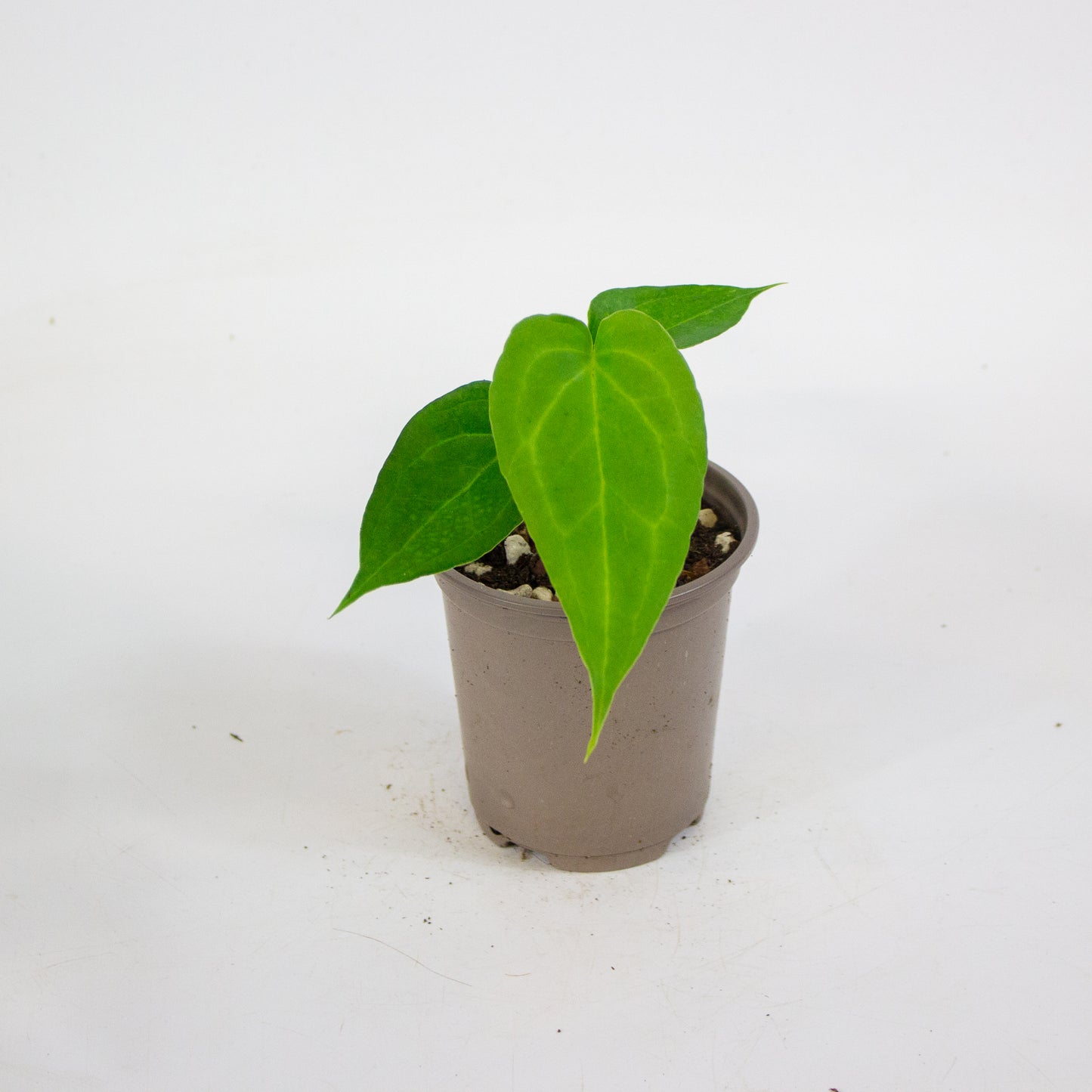 Anthurium Delta Force 9cm H15cm