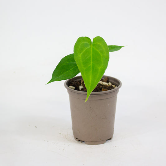 Anthurium Delta Force 9cm H15cm
