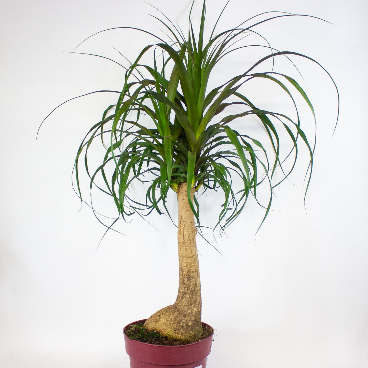 Beaucarnea recurvata 23cm H90cm