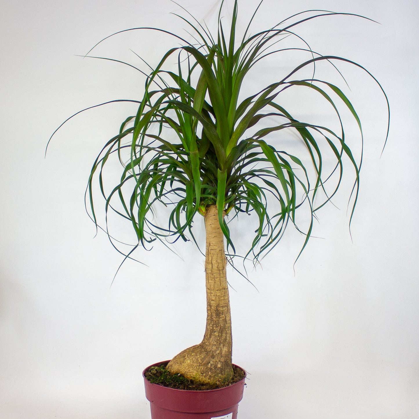 Beaucarnea recurvata 23cm H90cm