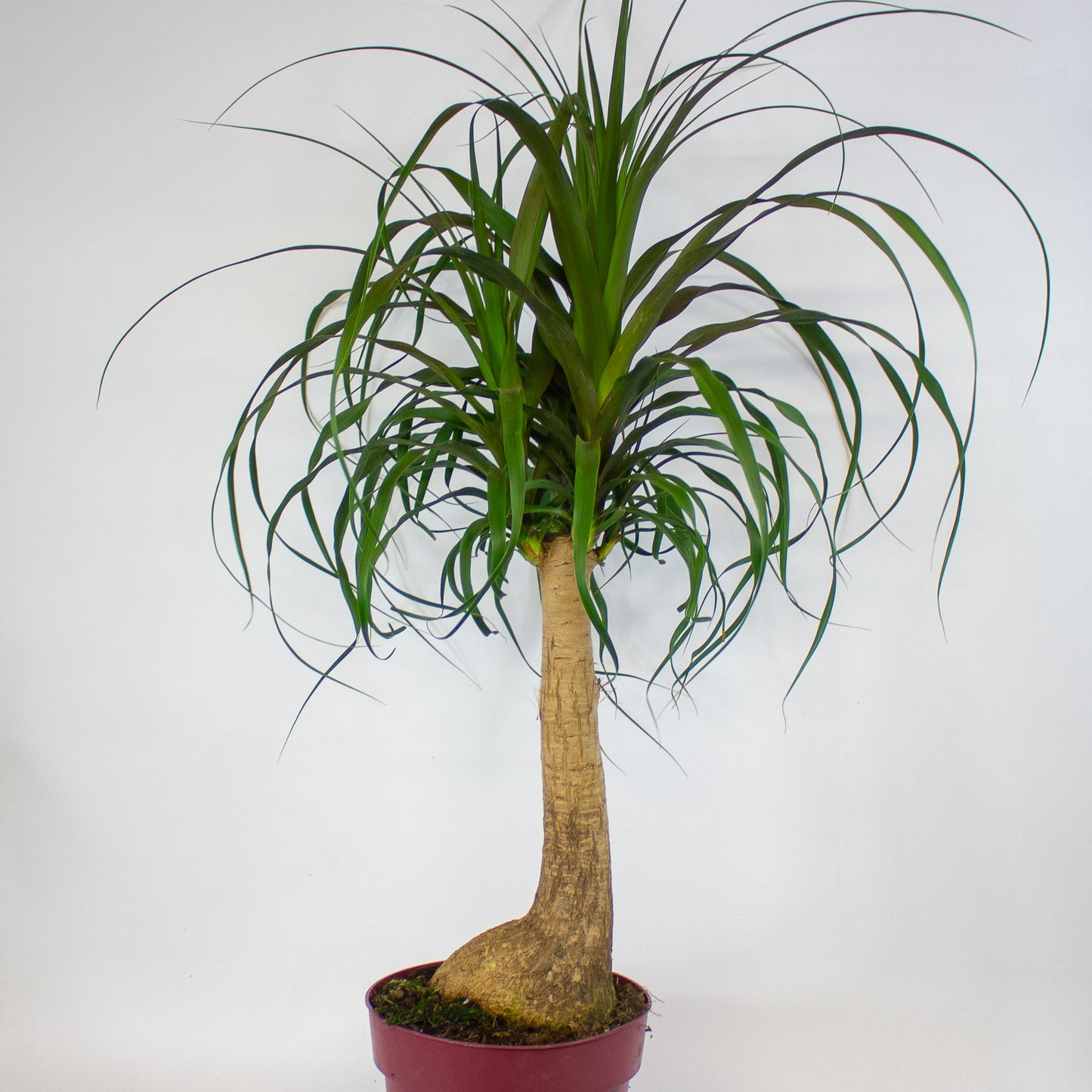 Beaucarnea recurvata 23cm H90cm