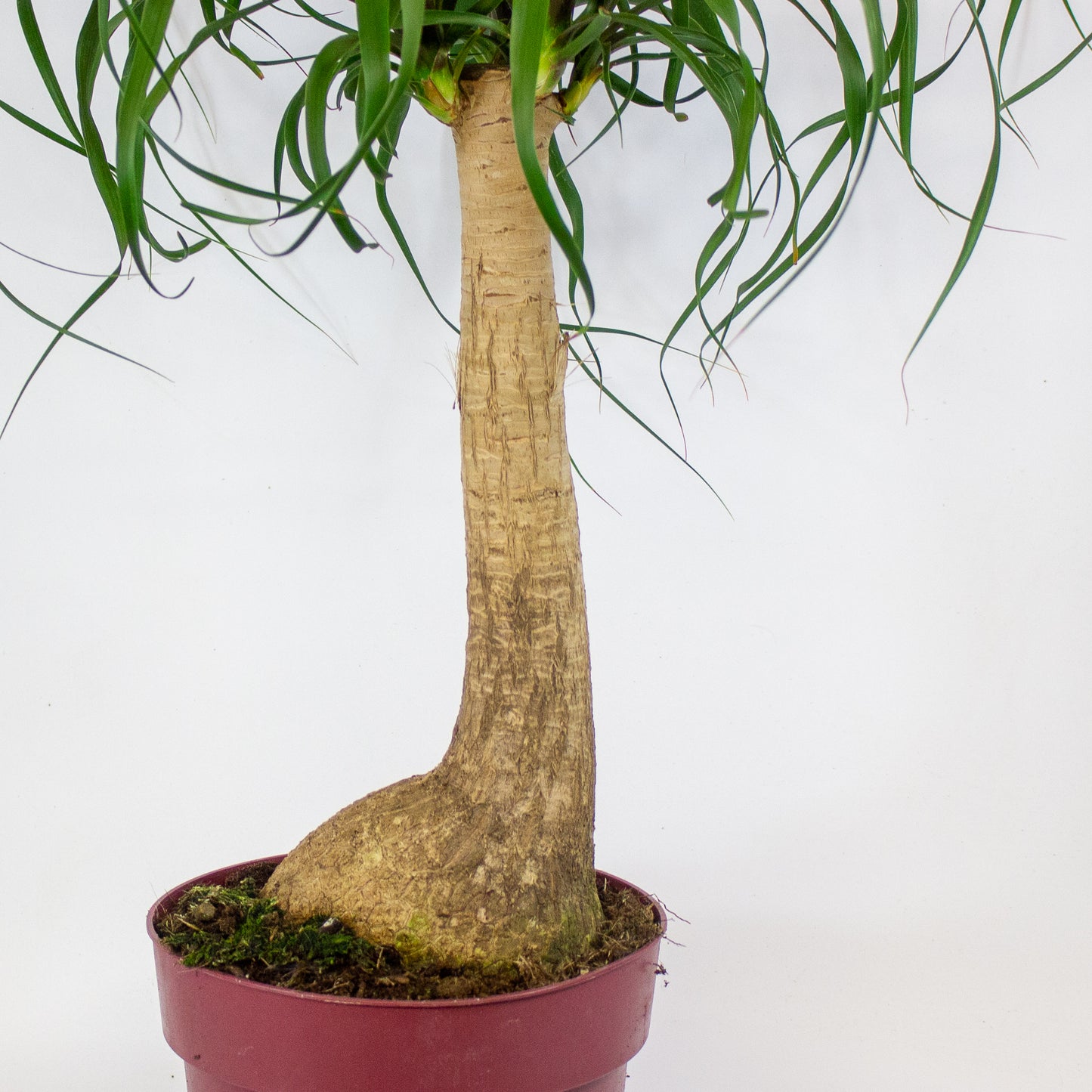 Beaucarnea recurvata 23cm H90cm
