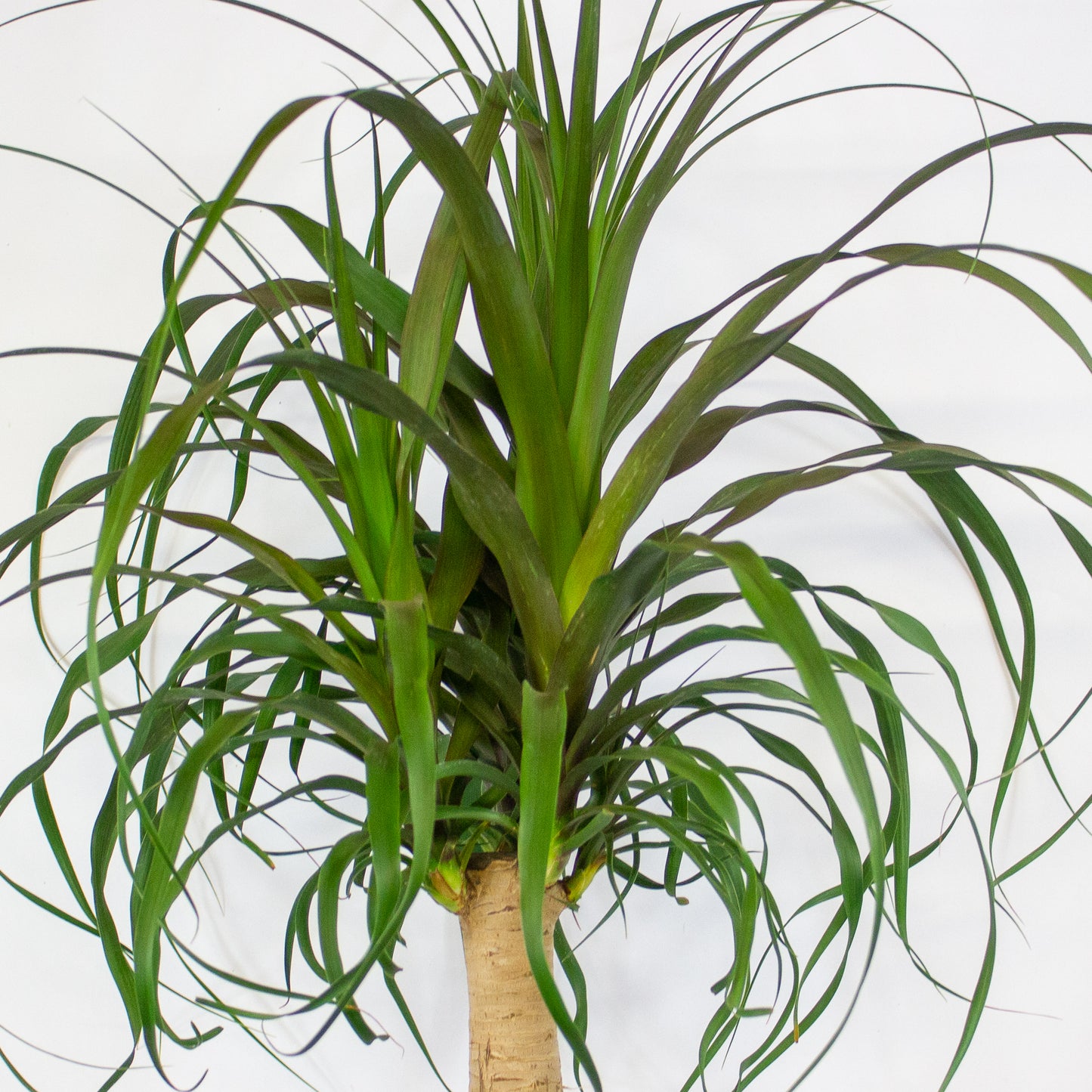 Beaucarnea recurvata 23cm H90cm
