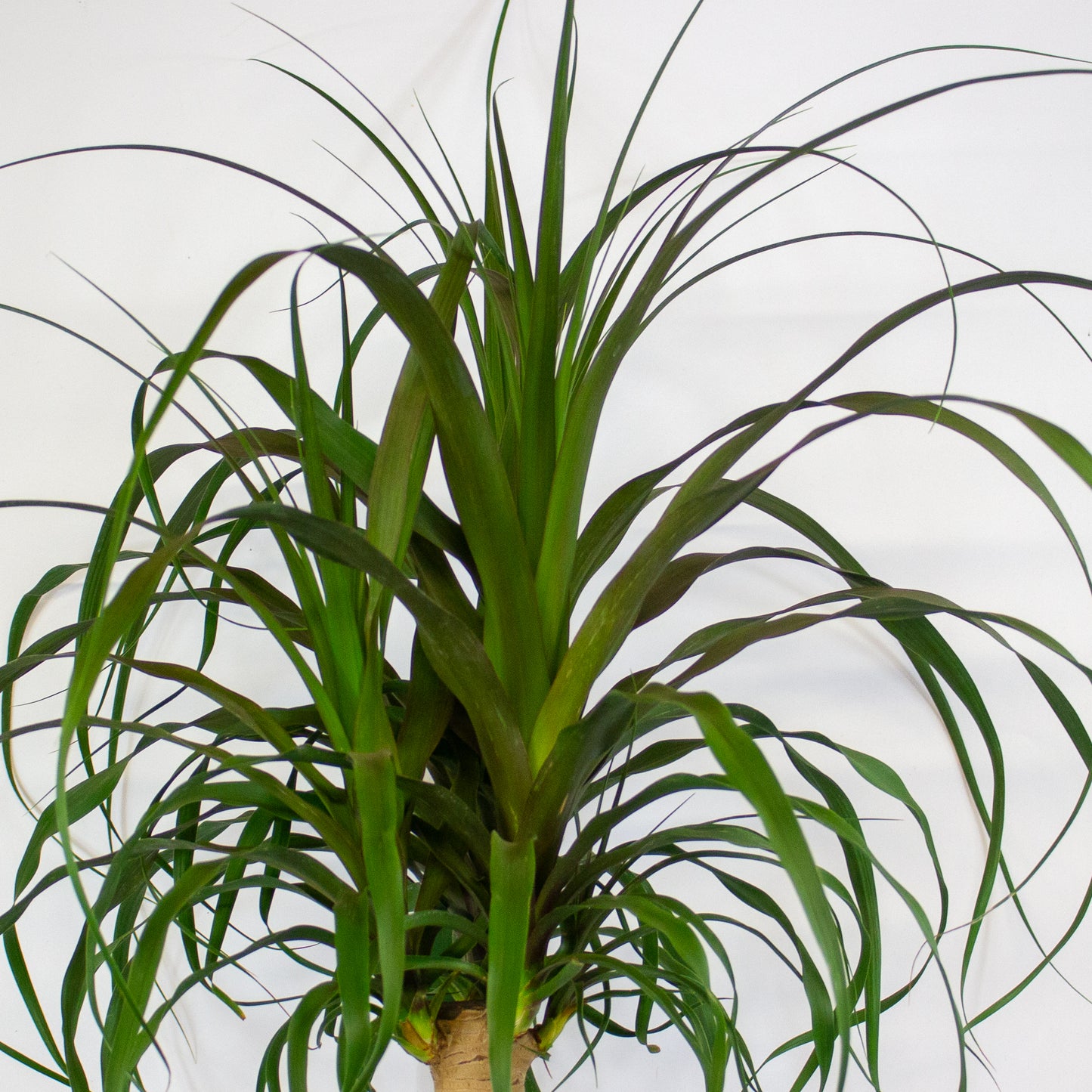 Beaucarnea recurvata 23cm H90cm