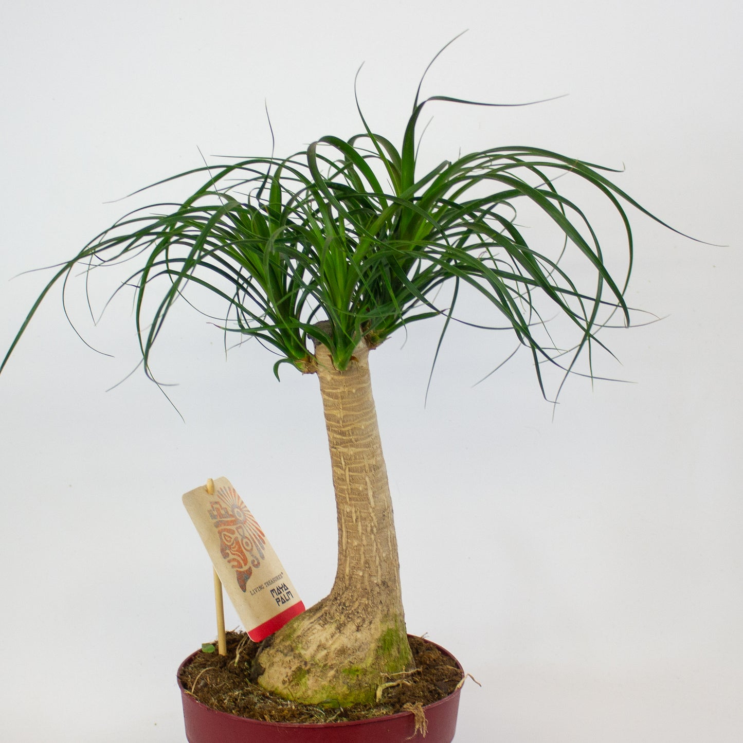 Beaucarnea recurvata 19cm H55cm