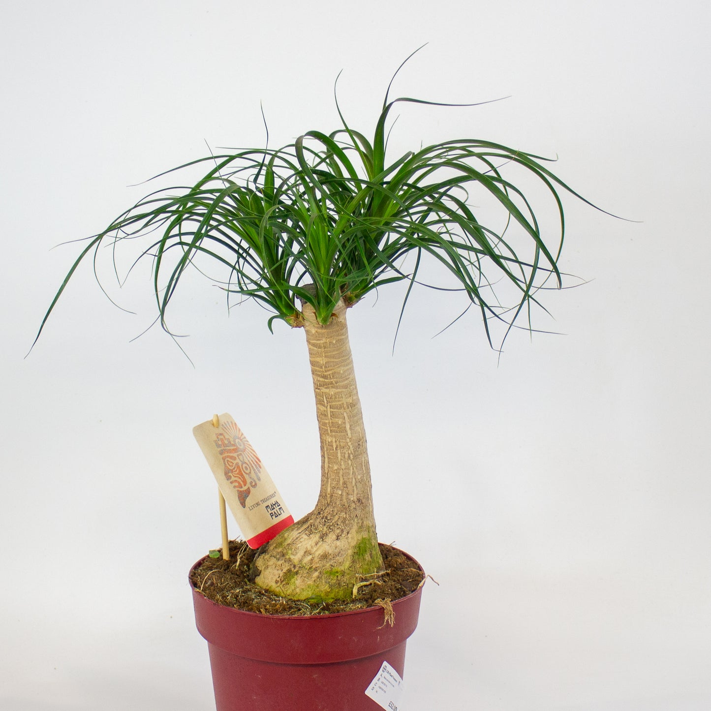 Beaucarnea recurvata 19cm H55cm