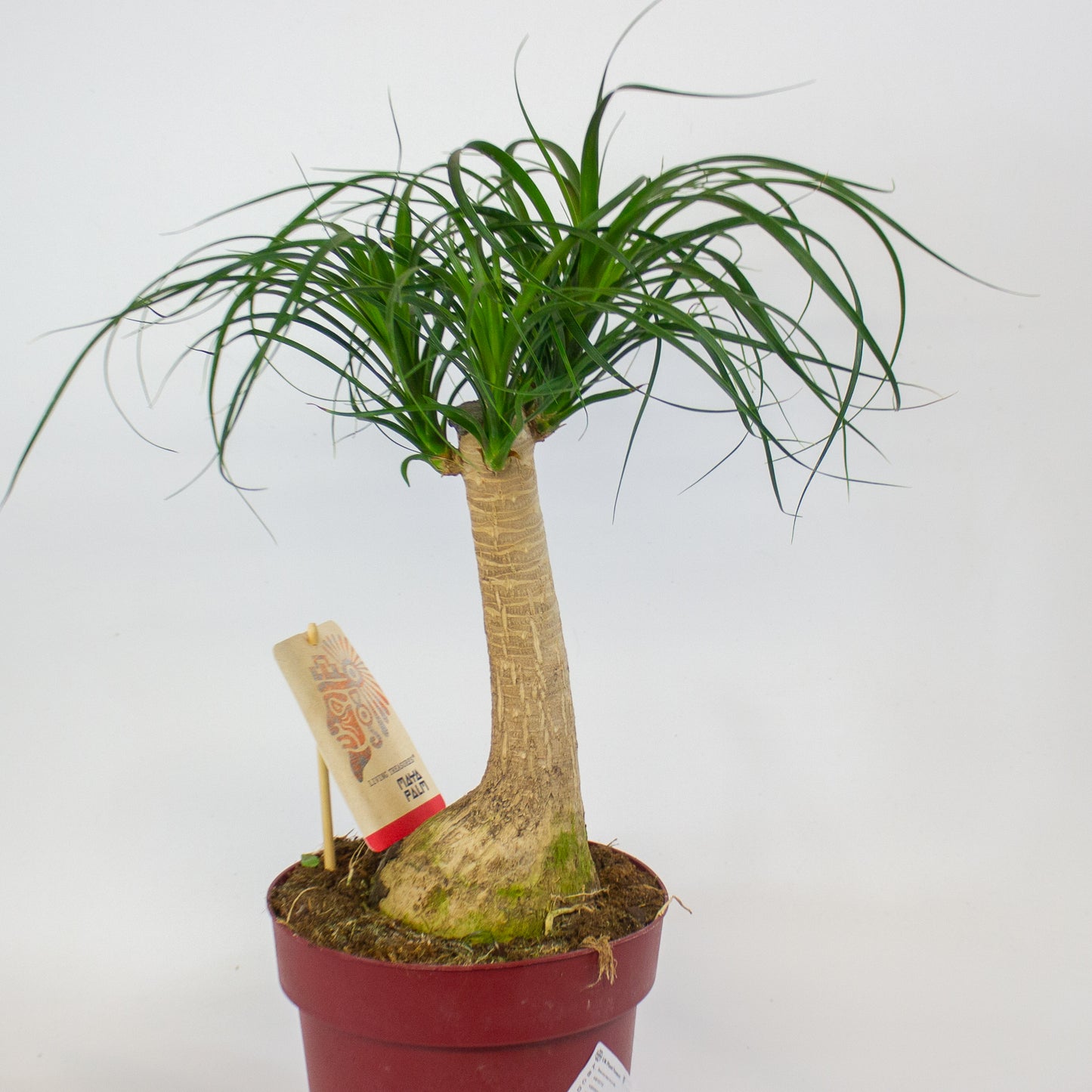 Beaucarnea recurvata 19cm H55cm