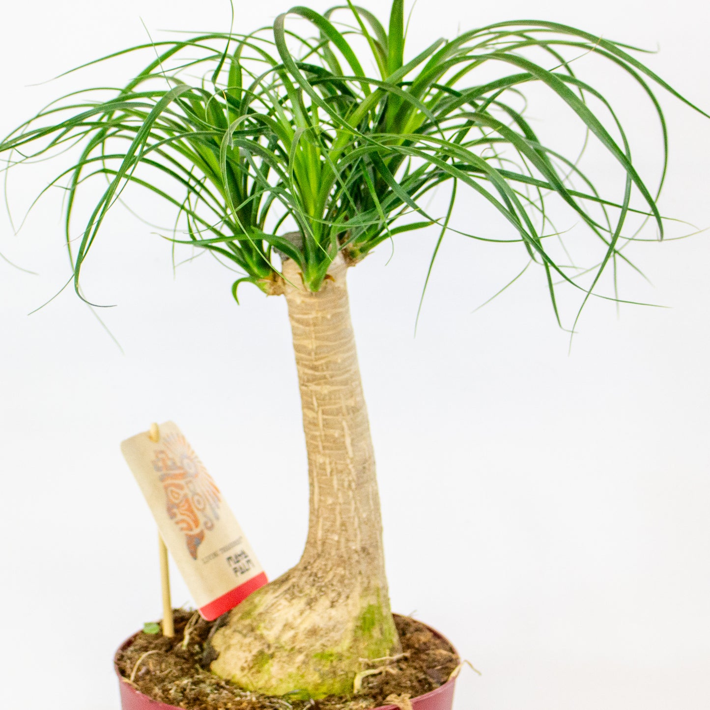 Beaucarnea recurvata 19cm H55cm