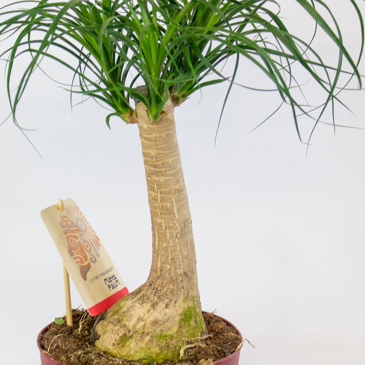 Beaucarnea recurvata 19cm H55cm