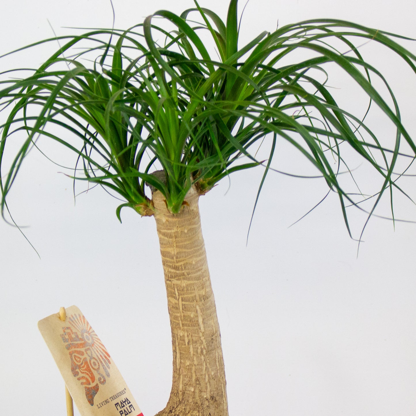 Beaucarnea recurvata 19cm H55cm