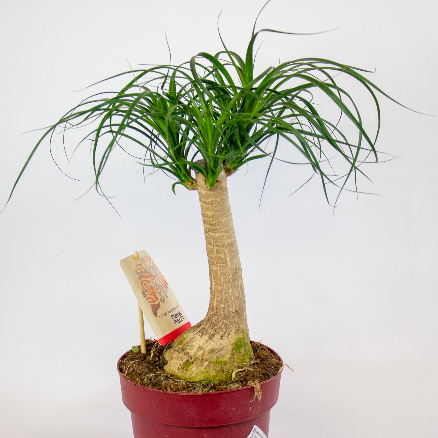 Beaucarnea recurvata 19cm H55cm