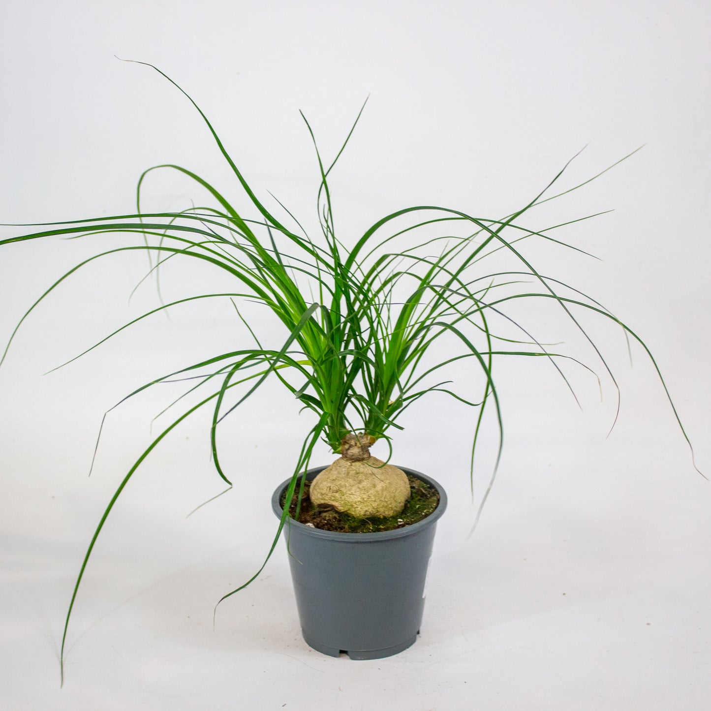 Beaucarnea recurvata 12cm H30cm