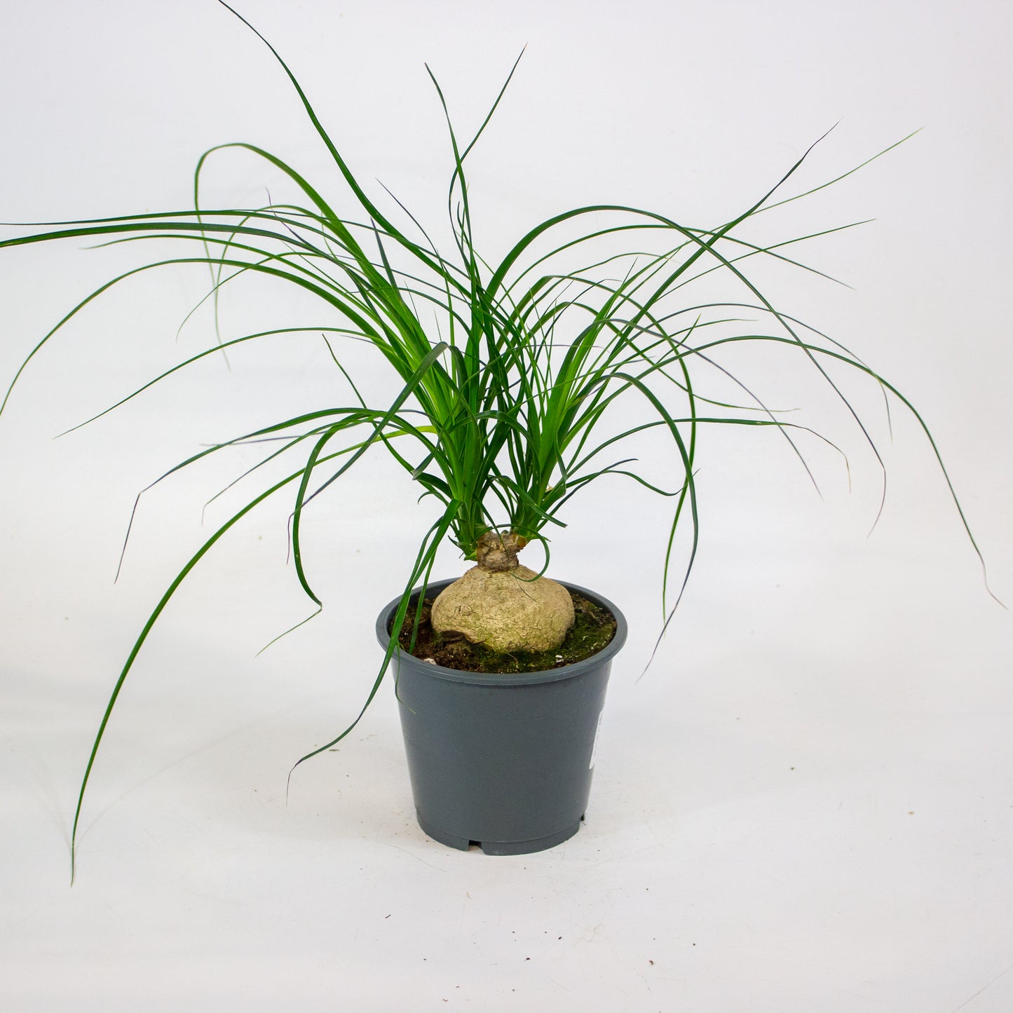 Beaucarnea recurvata 12cm H30cm
