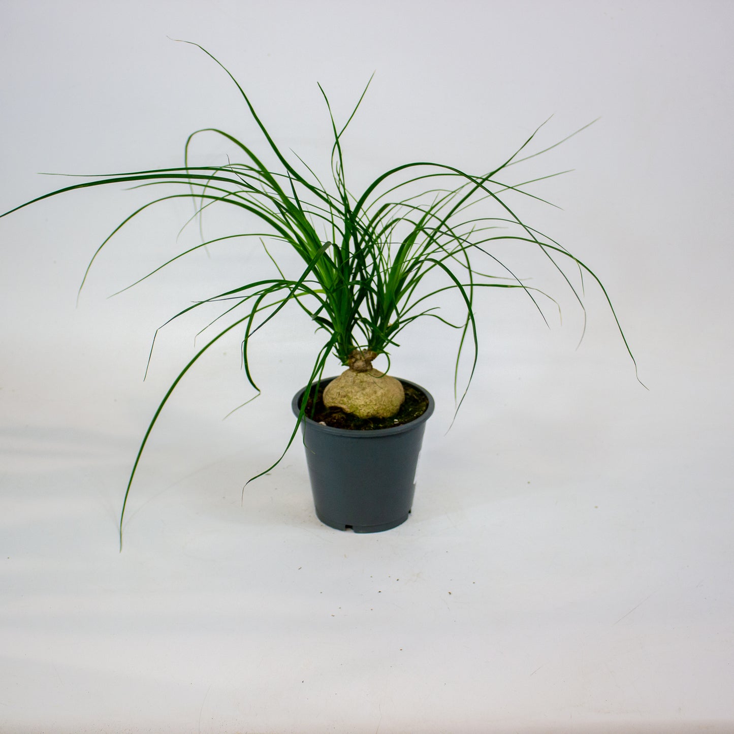 Beaucarnea recurvata 12cm H30cm