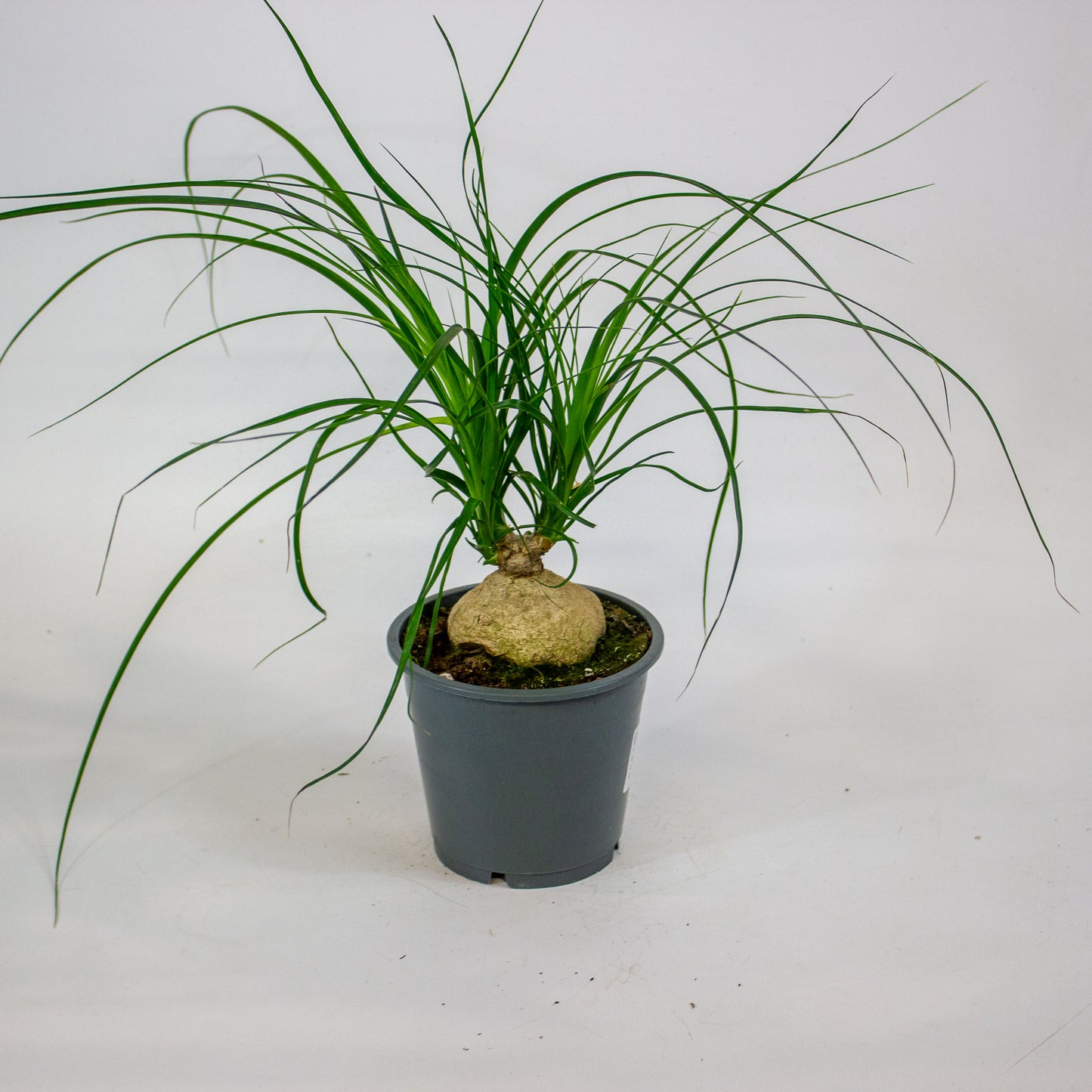 Beaucarnea recurvata 12cm H30cm