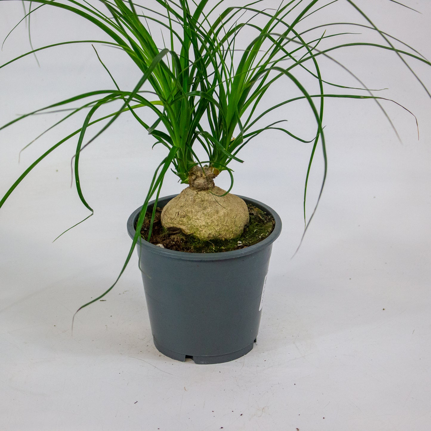 Beaucarnea recurvata 12cm H30cm