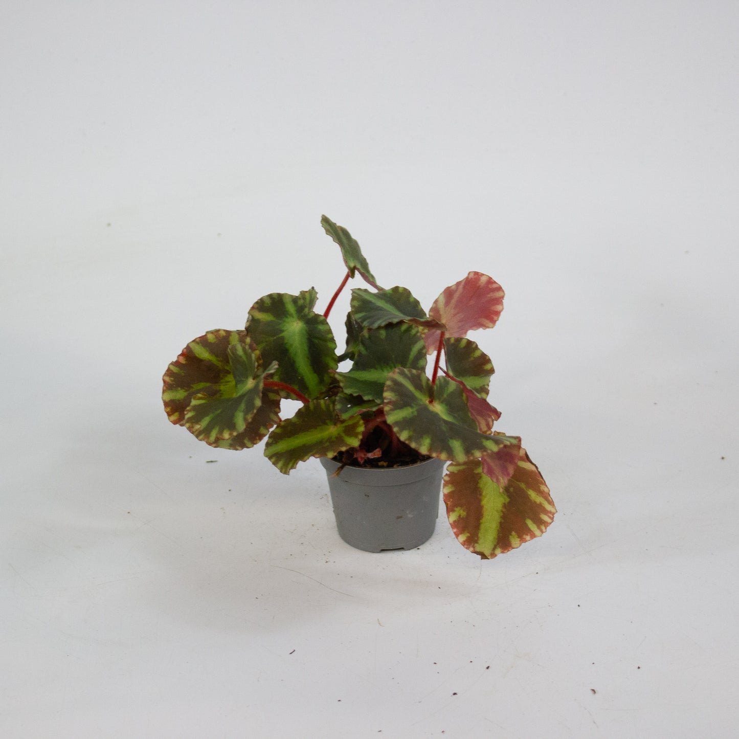 Begonia cleopatrae 6cm H10cm