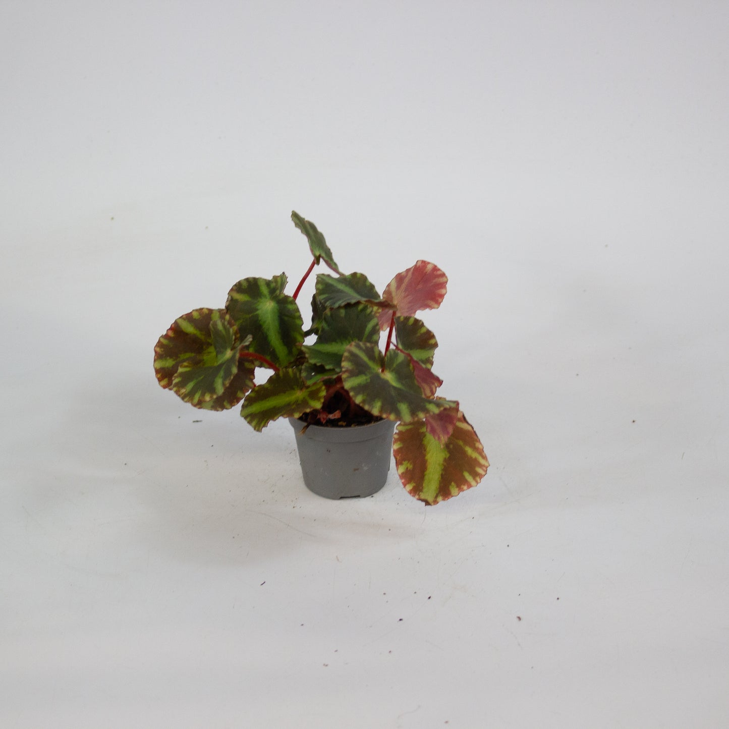 Begonia cleopatrae 6cm H10cm
